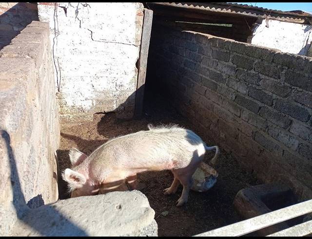 FARM FOR SALE IN ROSASHOF